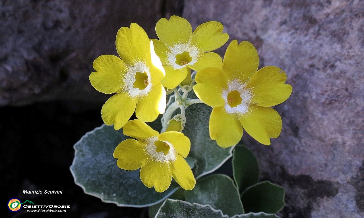 27 Occhio a schivare la bellissima Primula....JPG